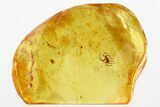 Detailed Fossil Spider (Araneae) In Baltic Amber #346653-1